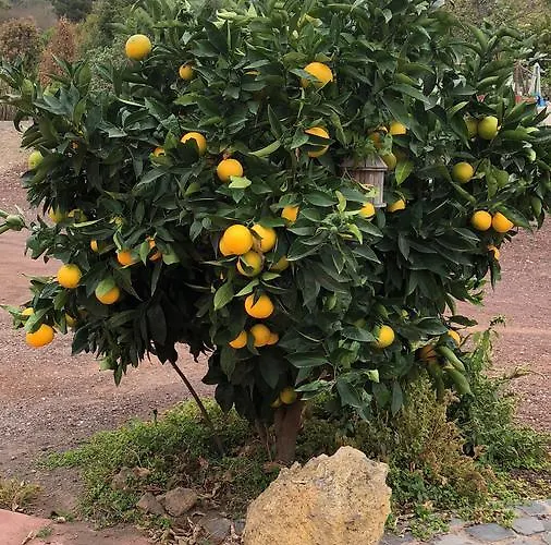 Casonas De Marengo