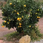 Casonas De Marengo